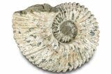 Bumpy Ammonite (Douvilleiceras) Fossil - Madagascar #289096-1
